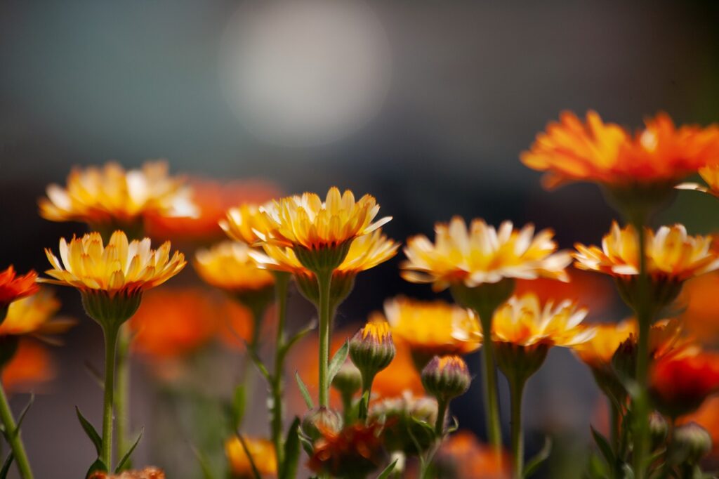 marigold, nature, flower-5187232.jpg